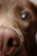 close up of a labrador dog face