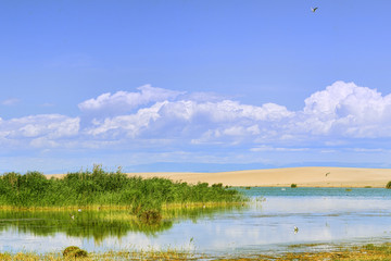 birds flying over lake with green plants at sunny day 
