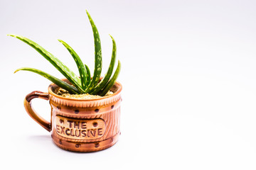 Aloe vera plant in brown pot on white background.