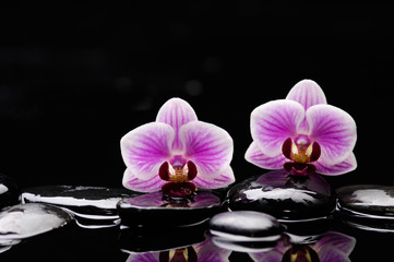 still life with two pink orchid and black stones 