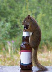 Eichhörnchen trinkt aus einer Flasche