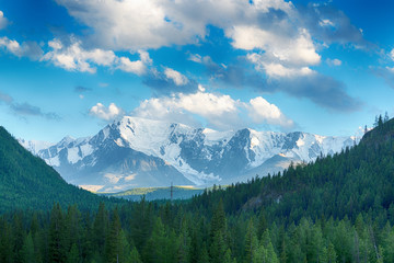 amazing view  of fir forest stretching to foot of great snow-covered mountains at sunny day
