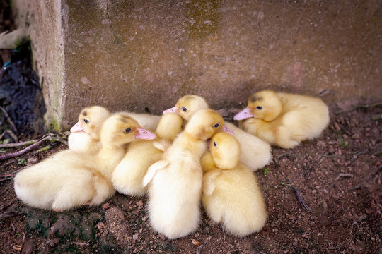Yellow ducklings are included in dirty ground cages.