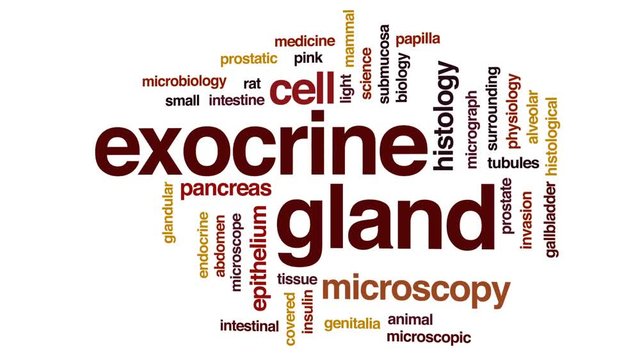 Exocrine gland animated word cloud, text design animation.