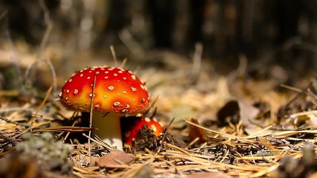 Close-up picture of a Amanita poisonous mushroom in nature. Toadstool, close up of a poisonous mushroom in the forest with copy space.