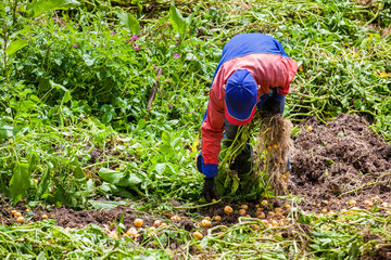 Workers harvesting yellow potato (Solanum phureja) © anamejia18