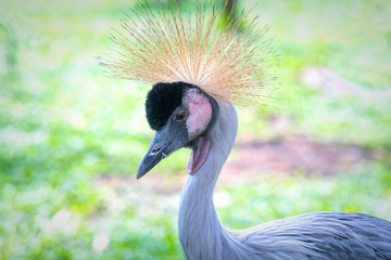 African Crowned Crane in the zoo with a high neck spread out like a beautiful colorful 