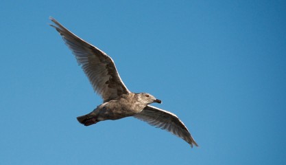 seagull in flight