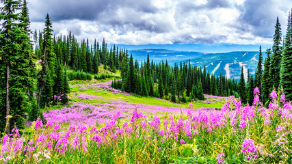 Hiking through alpine meadows covered in pink fireweed wildflowers in the high alpine near the...