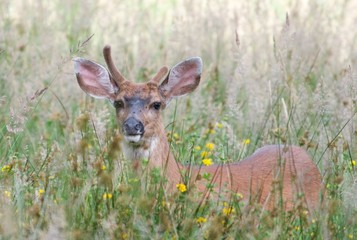 Buck in deep grass