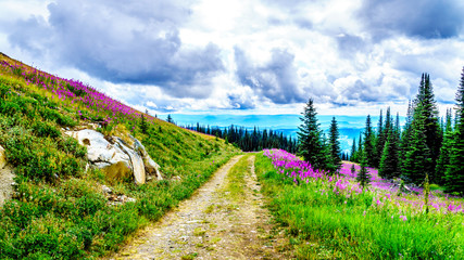 Fototapeta na wymiar Hiking through alpine meadows covered in pink fireweed wildflowers in the high alpine near the village of Sun Peaks, in the Shuswap Highlands in central British Columbia Canada