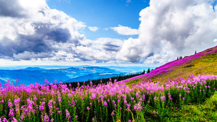 Hiking through alpine meadows covered in pink fireweed wildflowers in the high alpine near the village of Sun Peaks, in the Shuswap Highlands in central British Columbia Canada