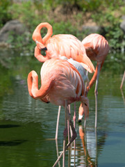 フラミンゴ