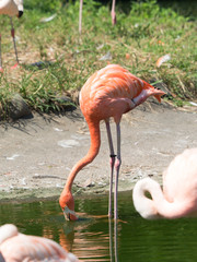 フラミンゴ