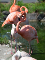 フラミンゴ