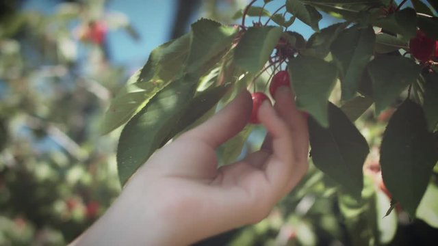 4K Summer Cherries Tree, Hand Picking Cherry