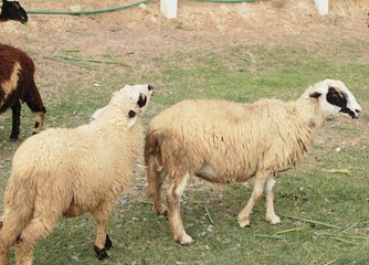 Naklejka premium Sheep in the farm