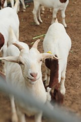 Naklejka na ściany i meble Goats in the farm