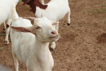 Naklejka na ściany i meble Goats in the farm