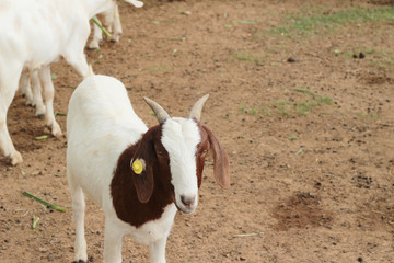Goats in the farm