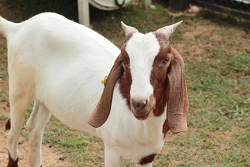 Goats in the farm