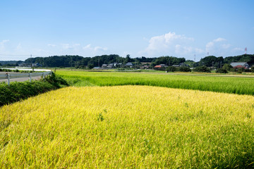 Fototapeta premium 田園風景