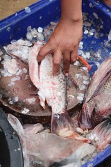 Making fresh fish in the market