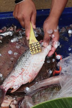 Making fresh fish in the market
