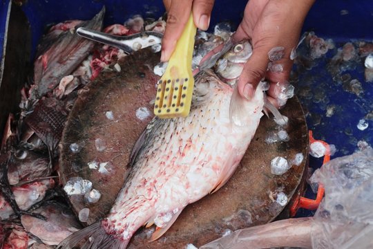 Making fresh fish in the market