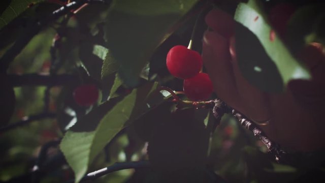 4K Summer Tree, Woman Picking Cherry and Eating