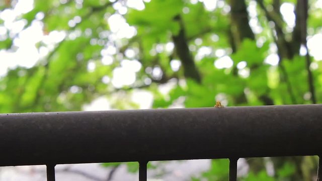 following inchworm along railing at forest