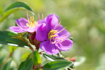 Violet wild flowers in the rice field