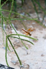 Dragonfly on the tree