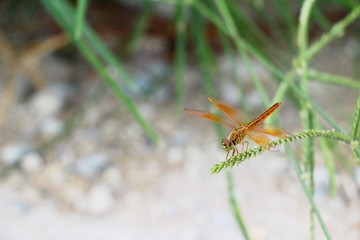 Dragonfly on the tree