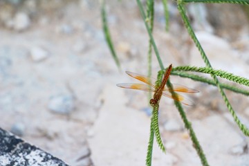 Dragonfly on the tree