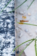 Dragonfly on the tree