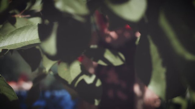 4K Summer Shot, Woman Eating Cherry from Tree