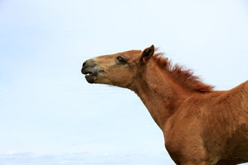 The horse in the grasslands