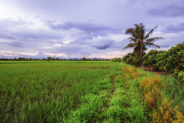 Fototapeta na wymiar landscape of rice fields with sunset sky in Thailand
