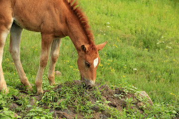 The horse in the grasslands