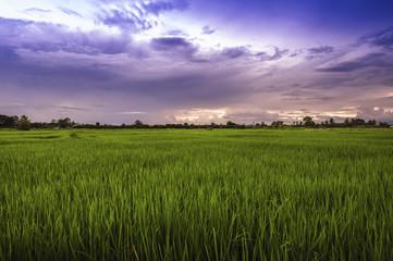 landscape of rice fields with sunset sky in Thailand