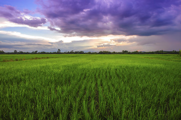 landscape of the rice field in the evening