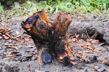 stump of tree