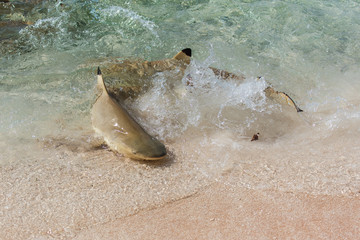 Fototapeta premium Blacktip reef shark, Carcharhinus melanopterus, swimming on the shore and fighting for food 