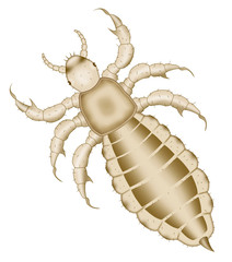 head louse raster illustration top view