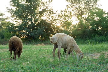 Obraz na płótnie Canvas The sheep are grazing in the meadows