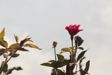Beautiful roses is blooming in the garden