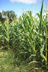 Stalks in a corn field.