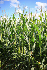 Corn stalks, leaves and flowers in a corn field.