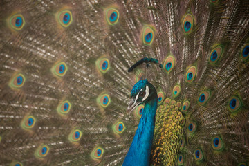 Fototapeta na wymiar Peacock with feathers spread close up